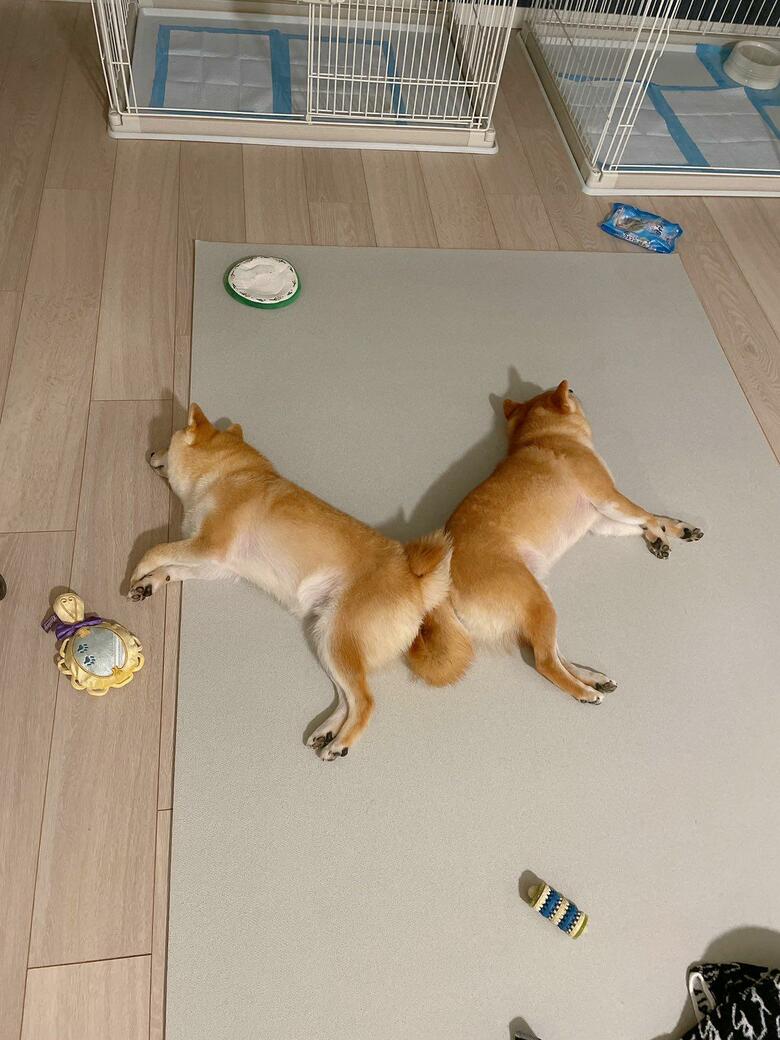 提供：豆柴ちくわ&がんもさん