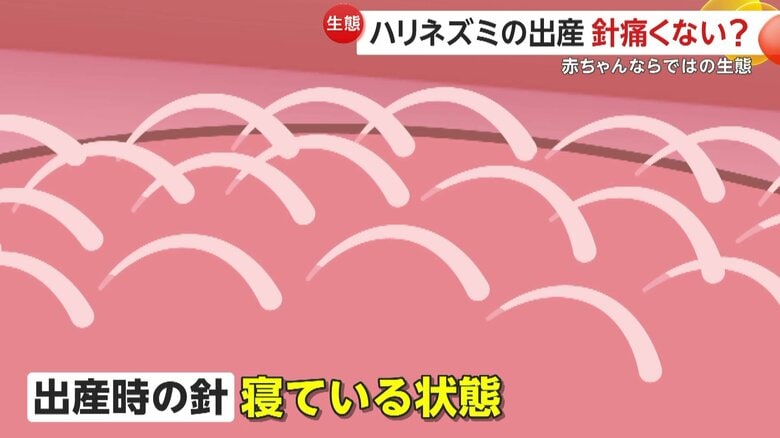 赤ちゃんが生まれてくる時は寝ている針のイメージ画像