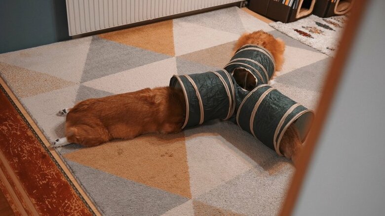 提供：ちい むう ととろさん