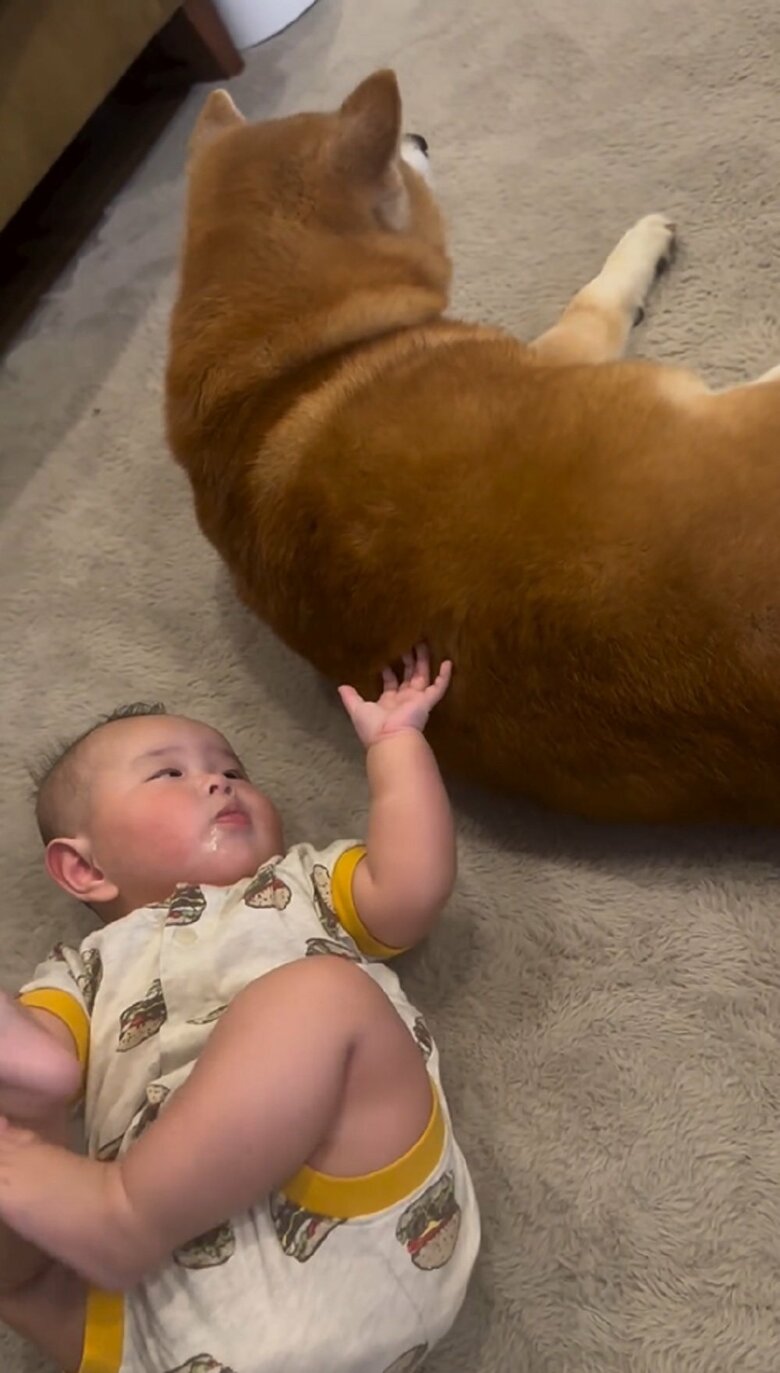 娘さんはべりやんくんに興味津々