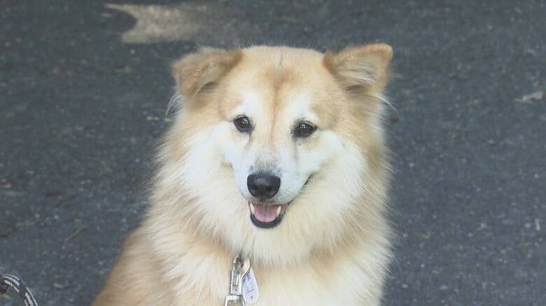 番犬のテツくんは一部始終を見ていたが…