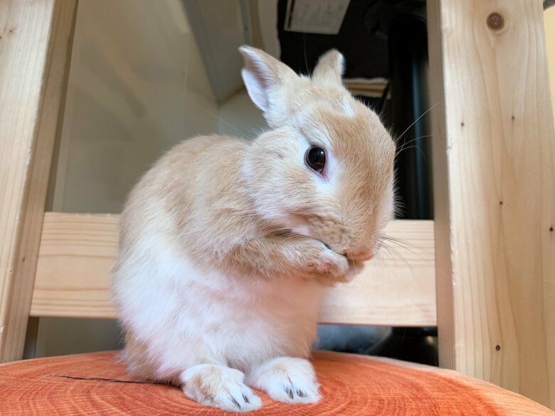 提供：げんまいとうるちさん