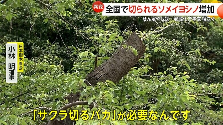 「サクラ切るバカが必要」と話す日本樹木医会・小林明理事