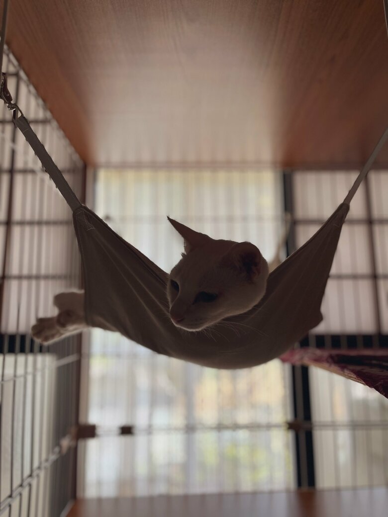 ハンモックの上で