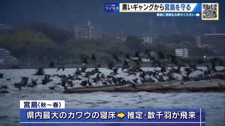 約2000羽のカワウが飛来した2023年の冬