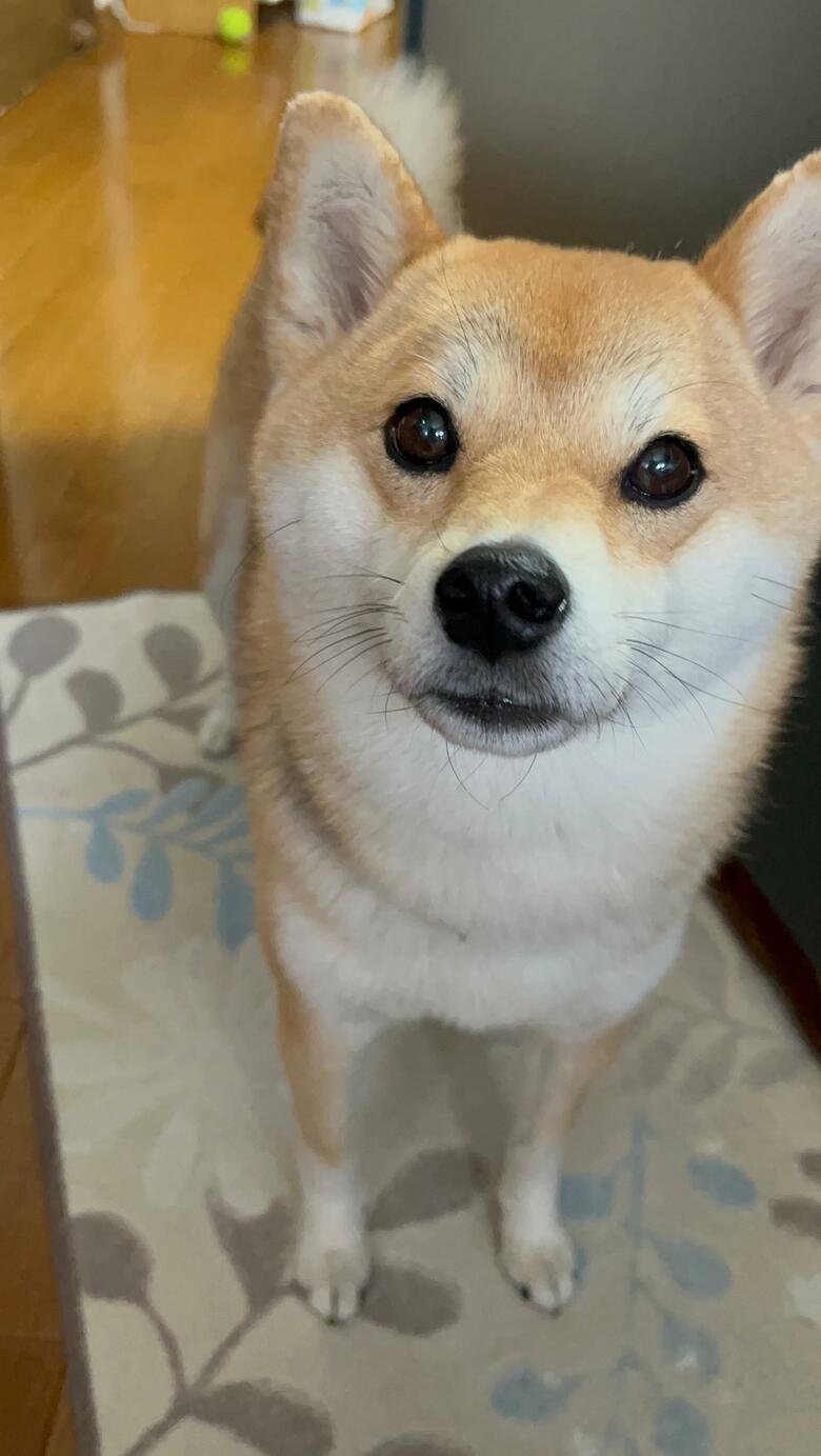 提供：柴犬ゆきちゃん