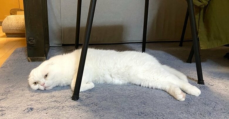 とろけている、むくくん