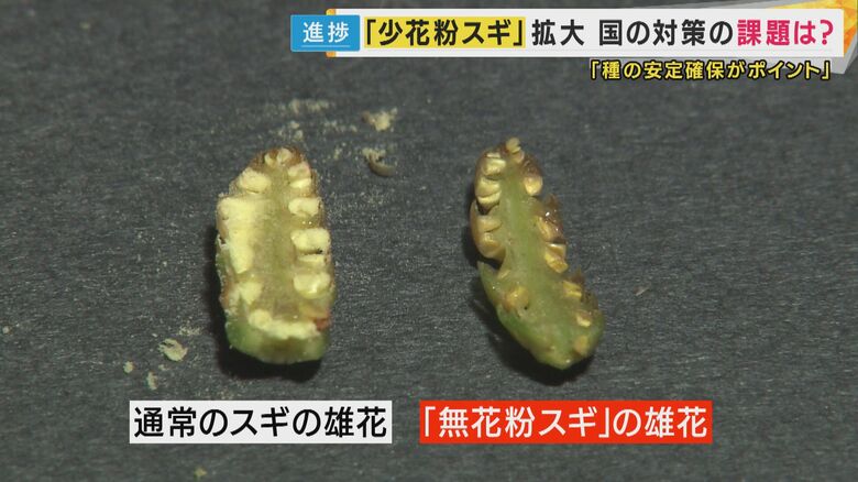 無花粉スギの雄花