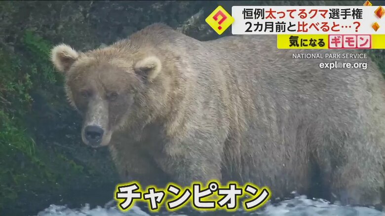 投票の結果、母グマのグレイザーが2023年“太ってるクマ選手権”のチャンピオンに！
