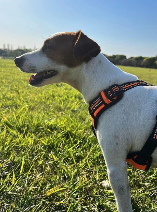 提供：あずもなさん