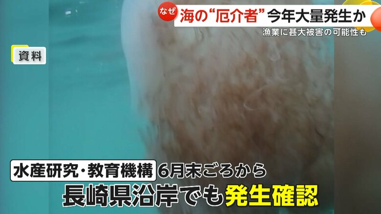 長崎県沿岸でも発生が確認されているエチゼンクラゲ