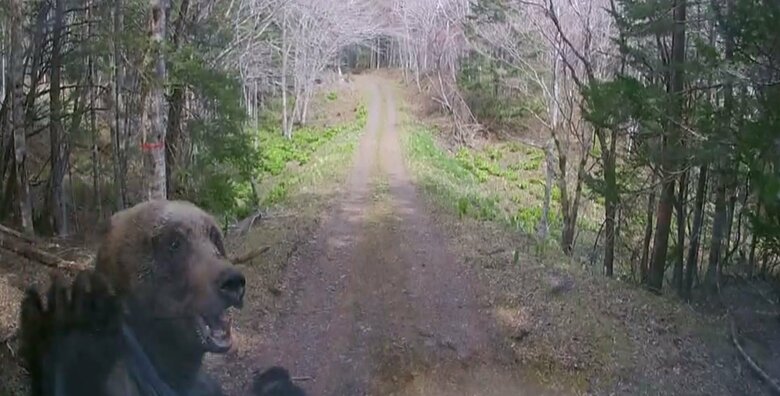 軽トラックを襲うヒグマ（提供：北海道警察）