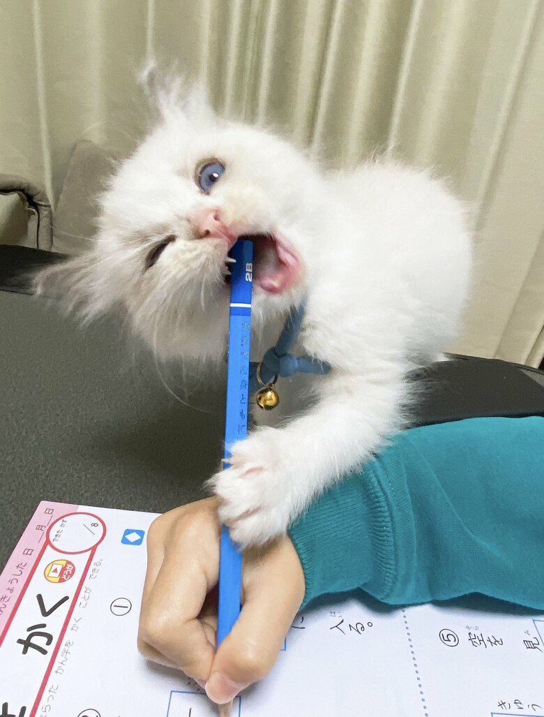 小さな頃から勉強中にちょっかいを出していた