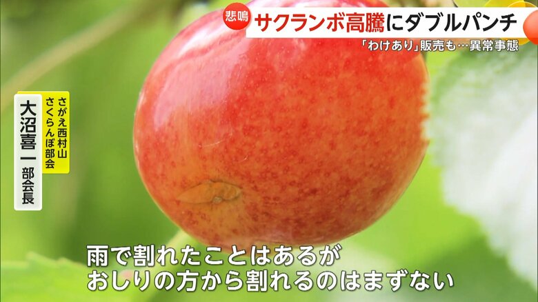 春先の天候不順の影響で実割れを起こしたサクランボ