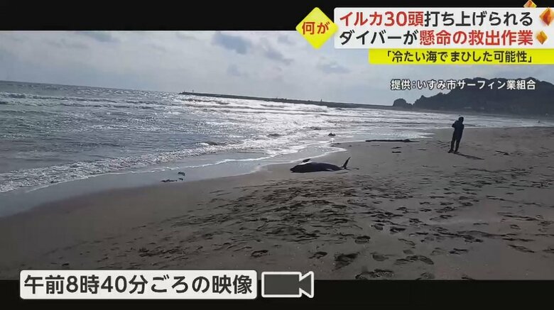 その2頭の先にも1頭のイルカが…