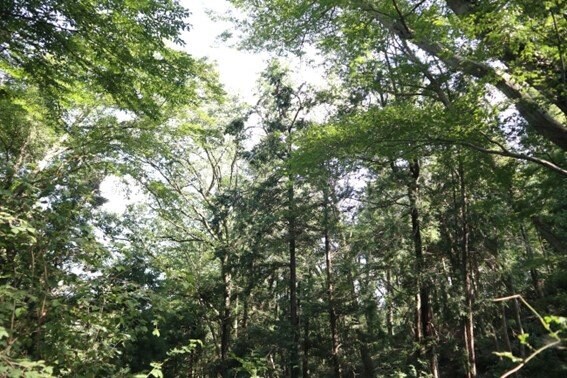 日差しが降りそそぐ明るい森