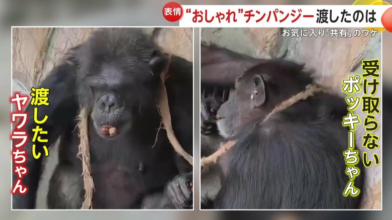 渡したいヤワラちゃんと受け取らないポッキーちゃん