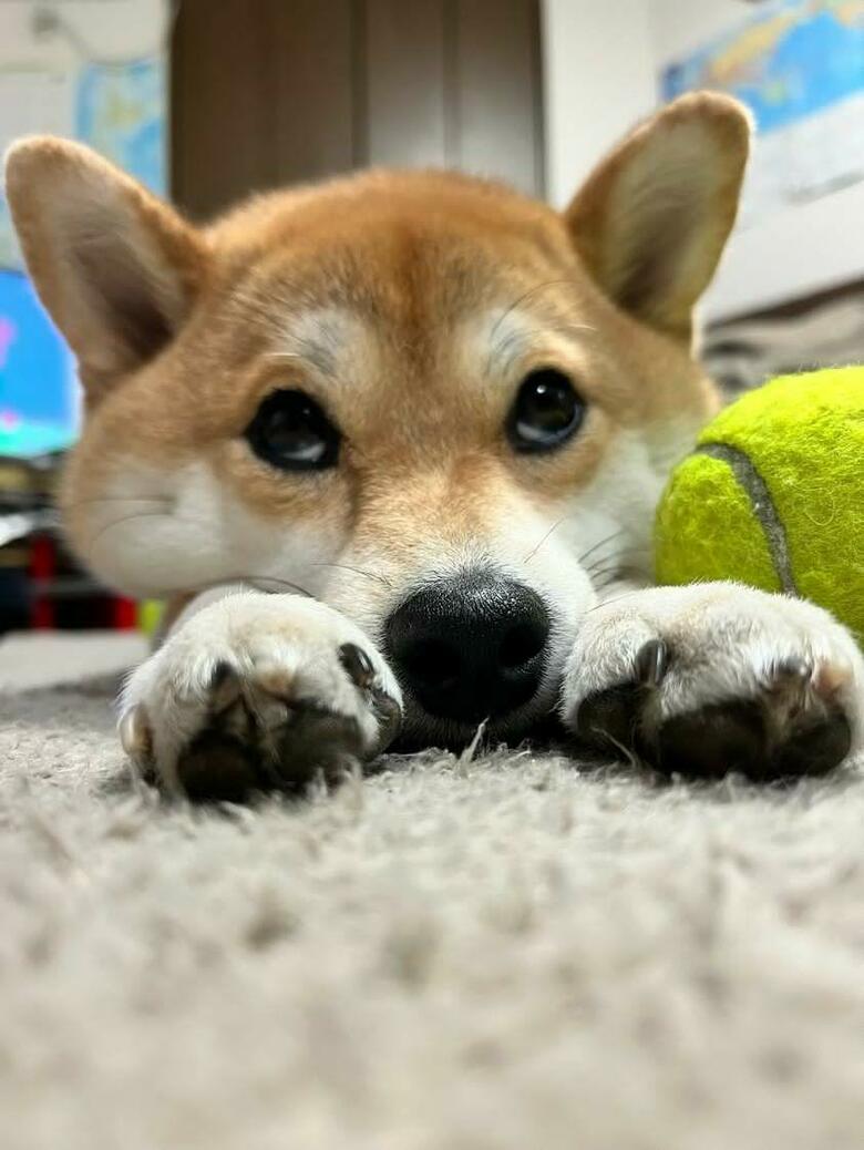 提供：柴犬ゆきちゃん