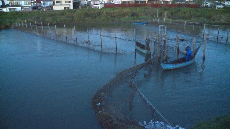 サケが遡上する気仙沼市・大川
