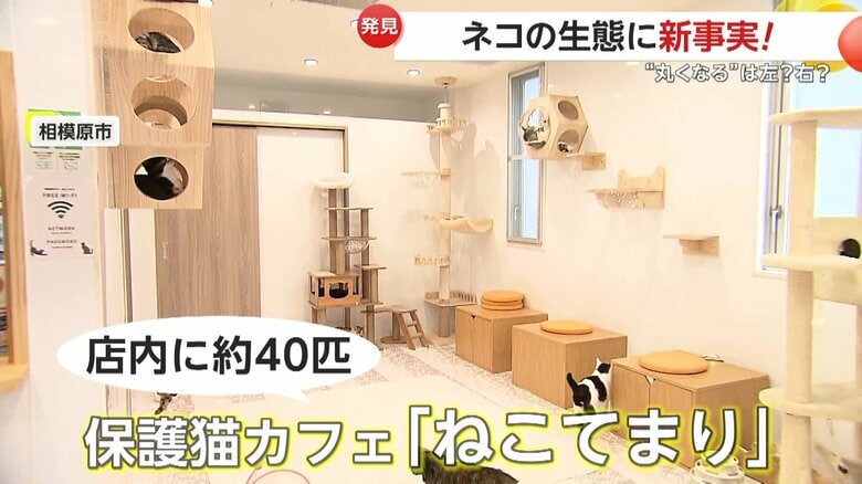 ネコたちが眠っている様子を撮影して巻き向きの傾向を検証（9日、神奈川・相模原市の保護猫カフェ「ねこてまり」）