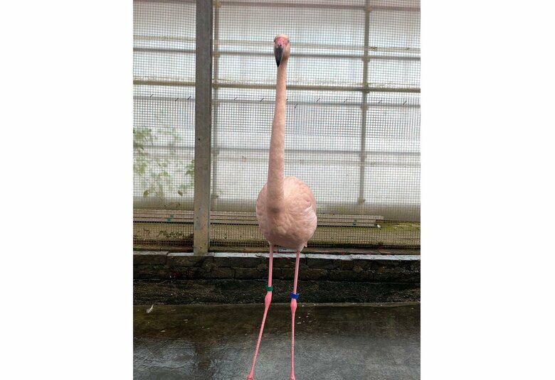 投稿に写っている紅緒くん（提供：富士花鳥園）