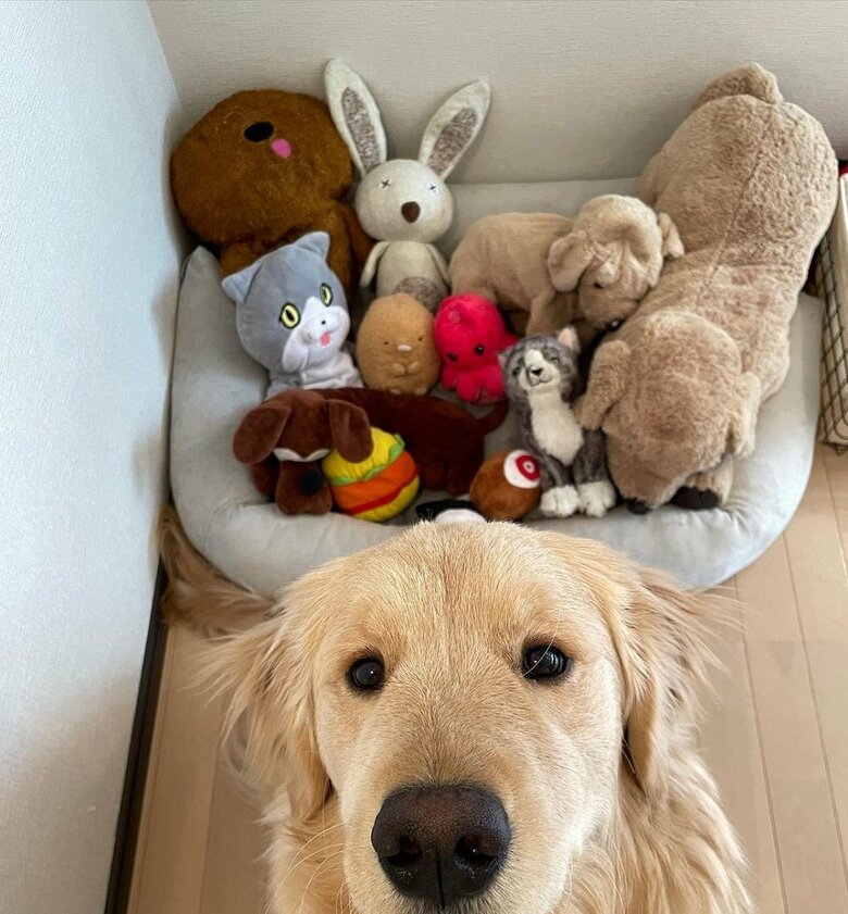 Lexくんのぬいぐるみシリーズ