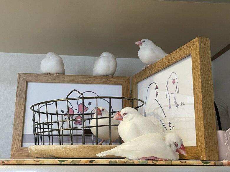 先住の文鳥たちと