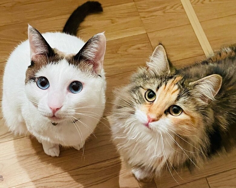 つくねくん（左）とひまりちゃん（右）　提供：つくね＆ひまりさん