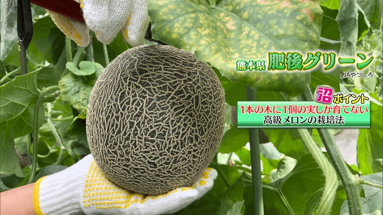 熊本「肥後グリーン」JAやつしろ