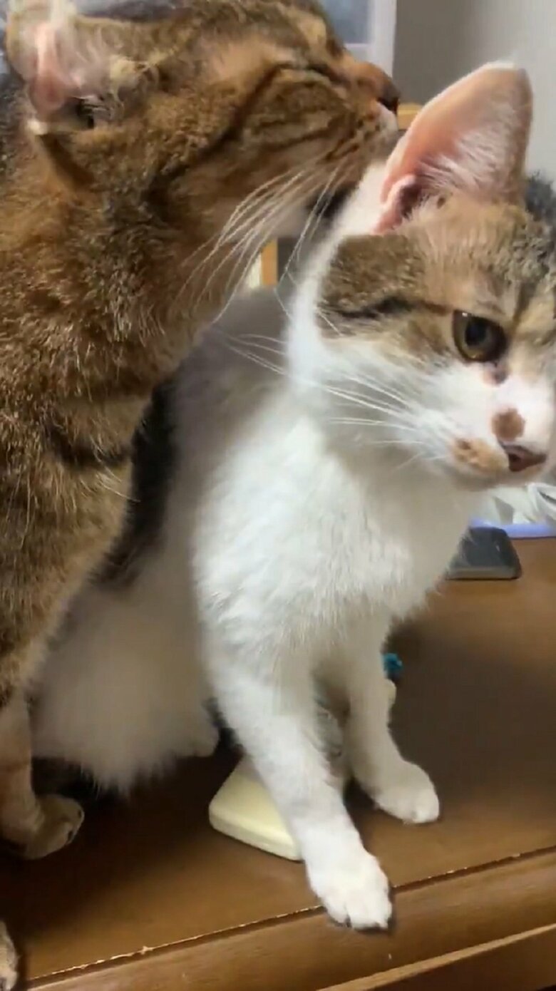 ミミちゃんの毛づくろいするのらくん