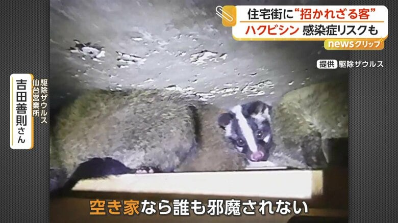 小さなすき間からも侵入するハクビシン