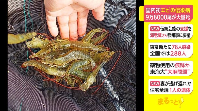 国内初 エビの伝染病 9万8000尾が大量死