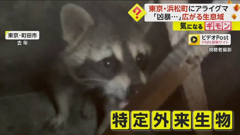 生態系を乱す特定外来生物に指定されているアライグマ