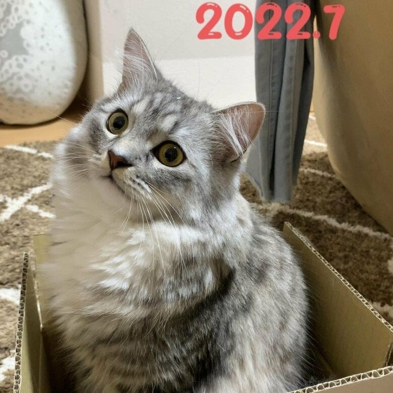 それから1年後の2022年7月。モフモフしてくる