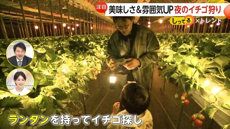 ランタンを手にハウスの中でイチゴを探す来園客