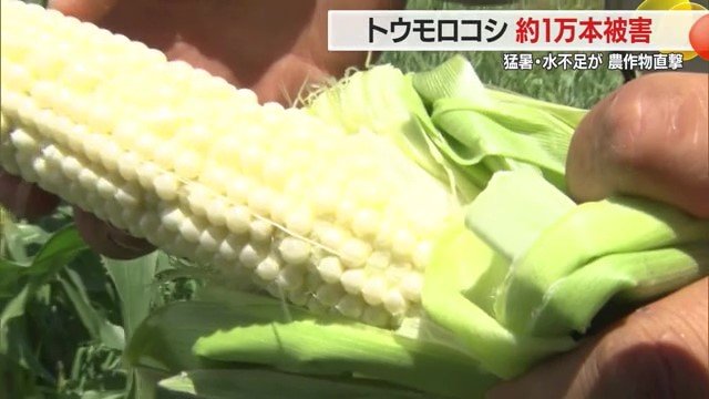 枯れずに実が育っても“歯抜け”の状態。合わせて約1万本が出荷できないという