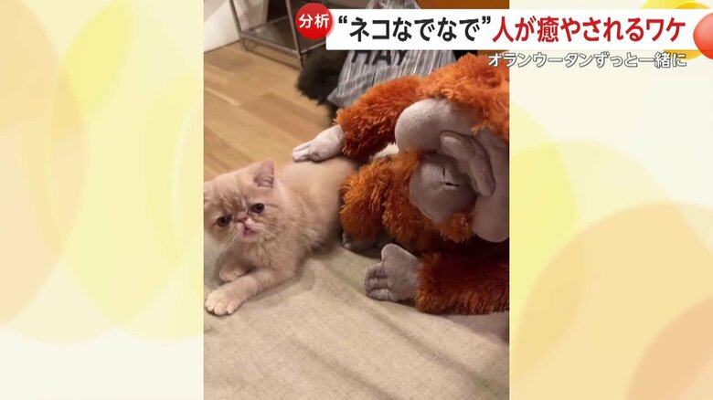 なでられるこまるくん