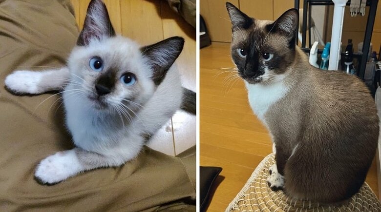 左：保護当初　右：現在