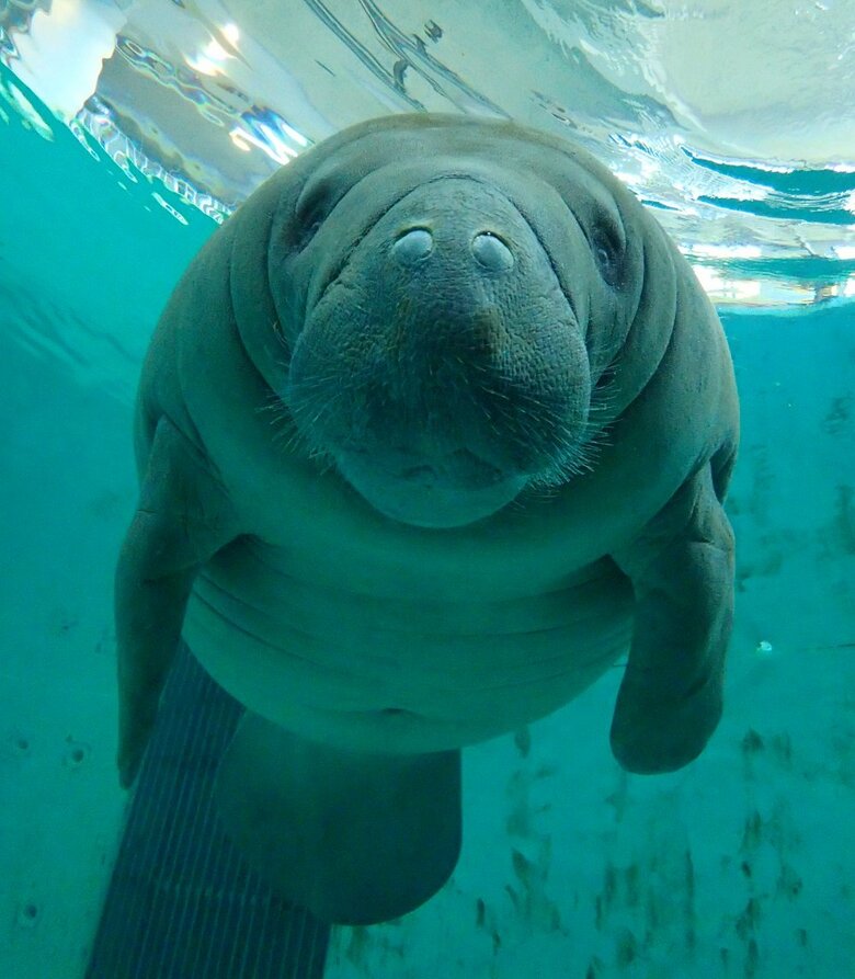 ユマ（提供：国営沖縄記念公園（海洋博公園）・沖縄美ら海水族館）