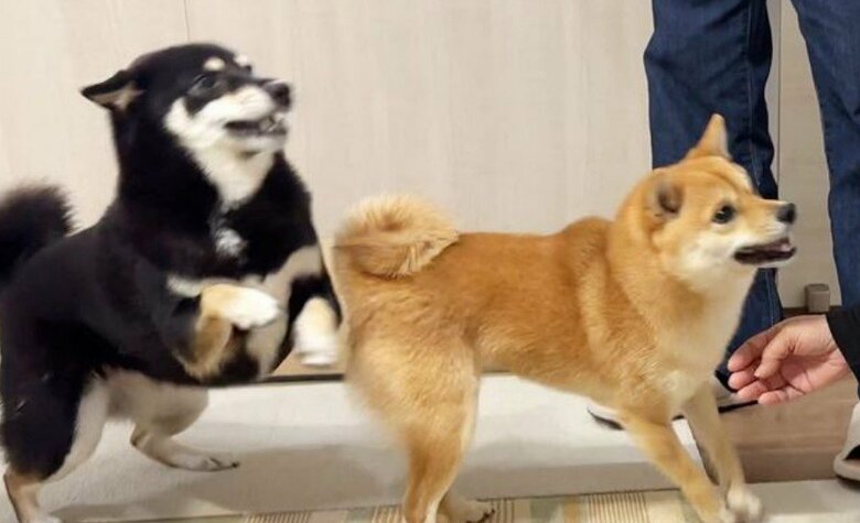 左：あさちゃん　右：のんちゃん（提供：豆柴あさのんさん）