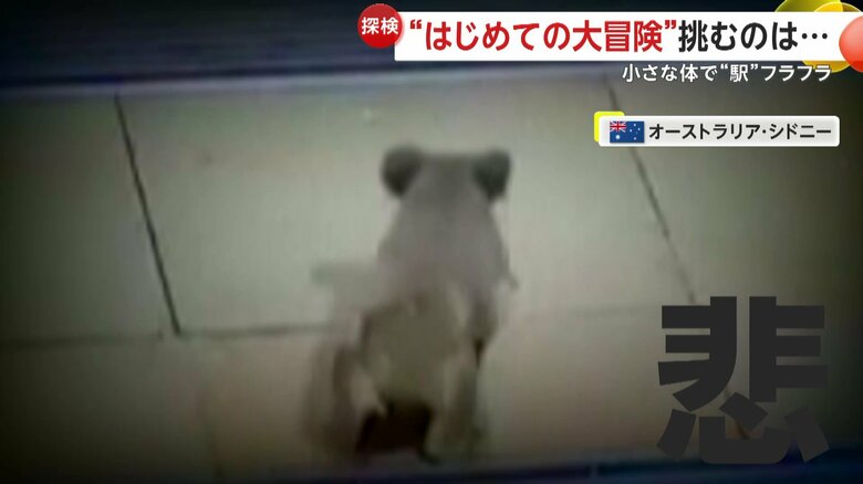 エレベーターを諦め、階段を降りていったどこか悲しげなコアラ