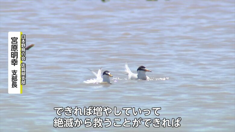 1羽でも巣立せ絶滅から救う