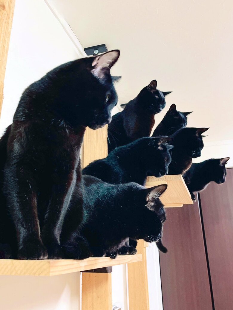 提供：猫野四季＊さん