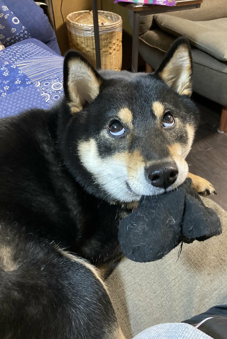 提供：黒柴ぎん@快杜号さん