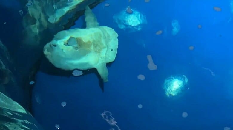 水槽上からのぞくと…（提供：サンシャイン水族館）