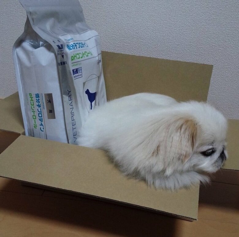 提供：うにたんさん