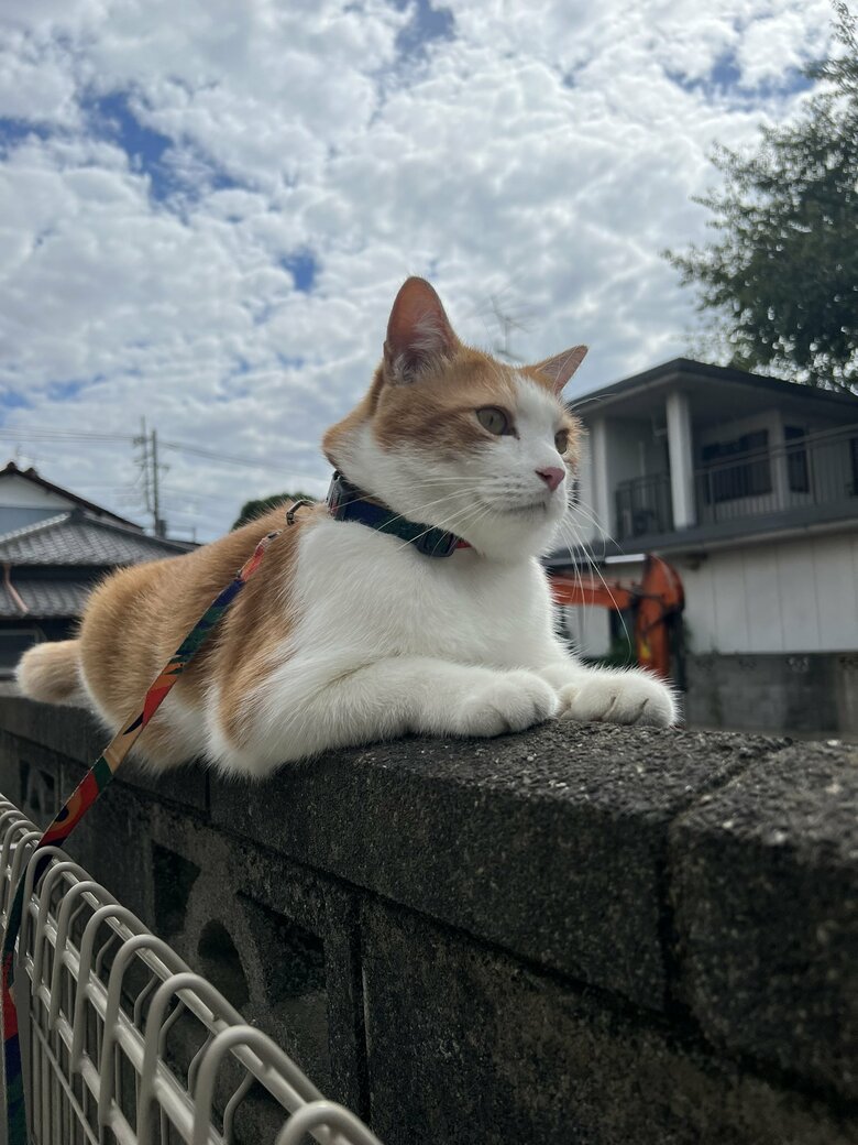 塀の上のペタ郎くん