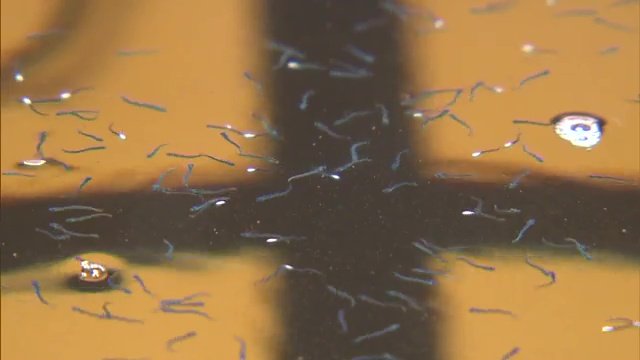 ふ化したサンマの稚魚