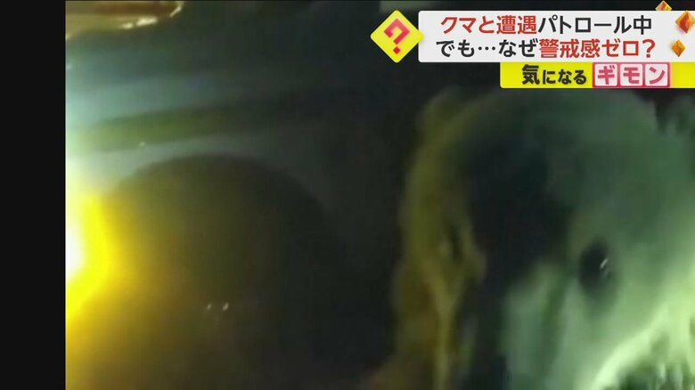 カメラに近づいてくる子グマ