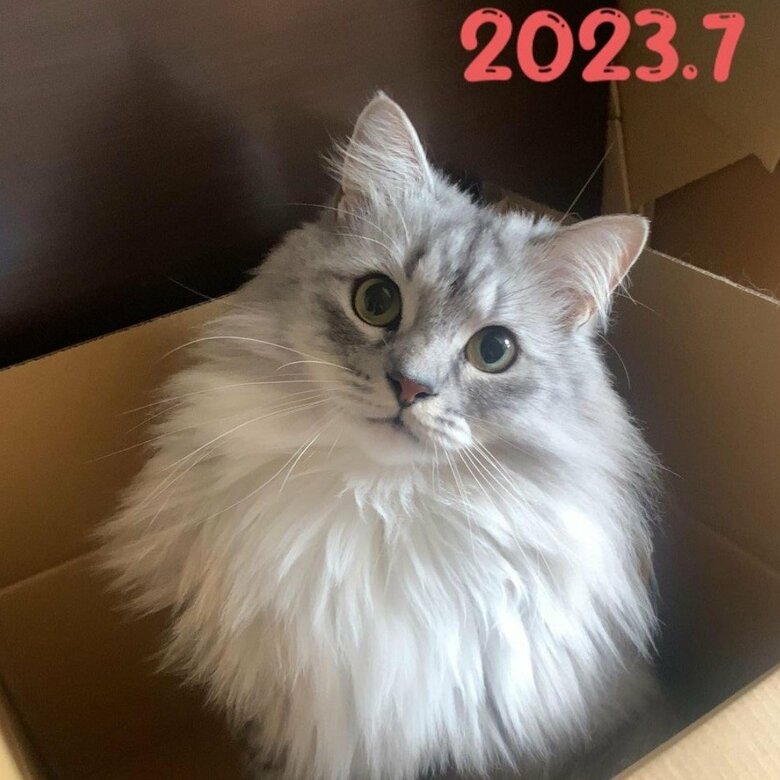 さらに1年後の2023年7月では、こんな感じに